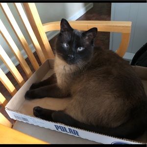 Meet your Posher, Amanda